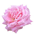 Damask Rose