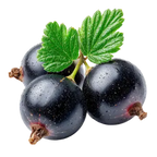 Blackcurrant