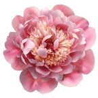 Peony