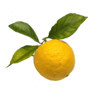 Yuzu