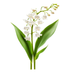LILY OF THE VALLEY
