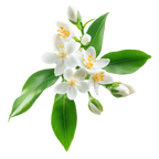 Elder Flower