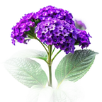HELIOTROPE