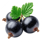 Black Currant