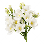 FREESIA