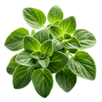Oregano