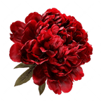 RED PEONY