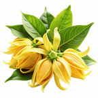 YLANG-YLANG