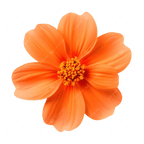 Orange Flower